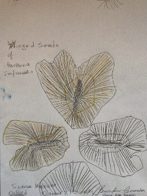 Winged seeds (drawing)
